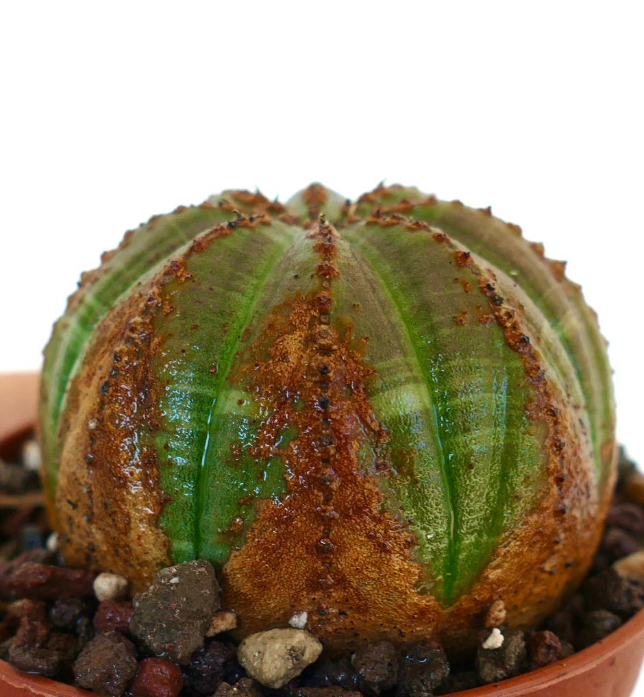 Vista ravvicinata laterale di Euphorbia obesa, con pelle verde costoluta e ampie macchie marroni lungo le creste.