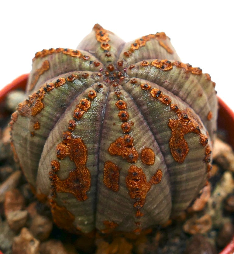 Succulenta Euphorbia obesa con costole arrotondate e distintive marcature marroni testurizzate