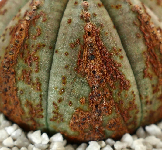 Succulenta Euphorbia obesa dalla forma arrotondata con distintive macchie e puntini marroni dalla texture particolare