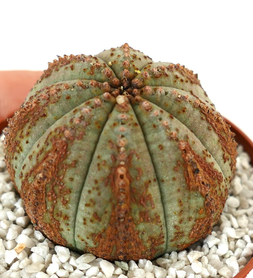 Euphorbia obesa, cactus succulento con segni marroni dalla texture e creste arrotondate
