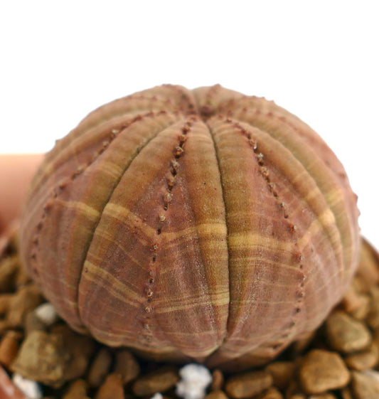 Euphorbia obesa succulent with rounded ribbed body and subtle brown striping pattern