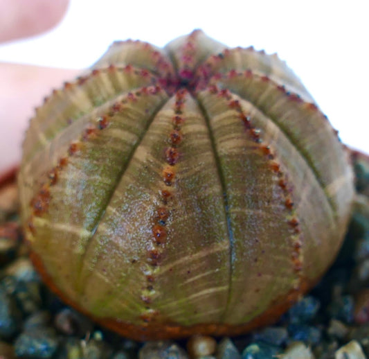 Primo piano di Euphorbia obesa succulenta, forma sferica arrotondata con superficie marrone, lievi striature verdi e costolature verticali marcate da creste punteggiate.