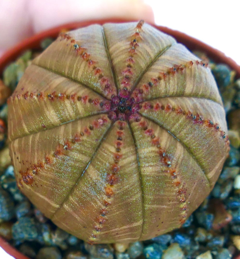 Vista dettagliata dall'alto di Euphorbia obesa succulenta, corpo marrone costolato con leggere striature e creste radiali di colore marrone-rossastro, piantata in un vaso con substrato di ghiaia.
