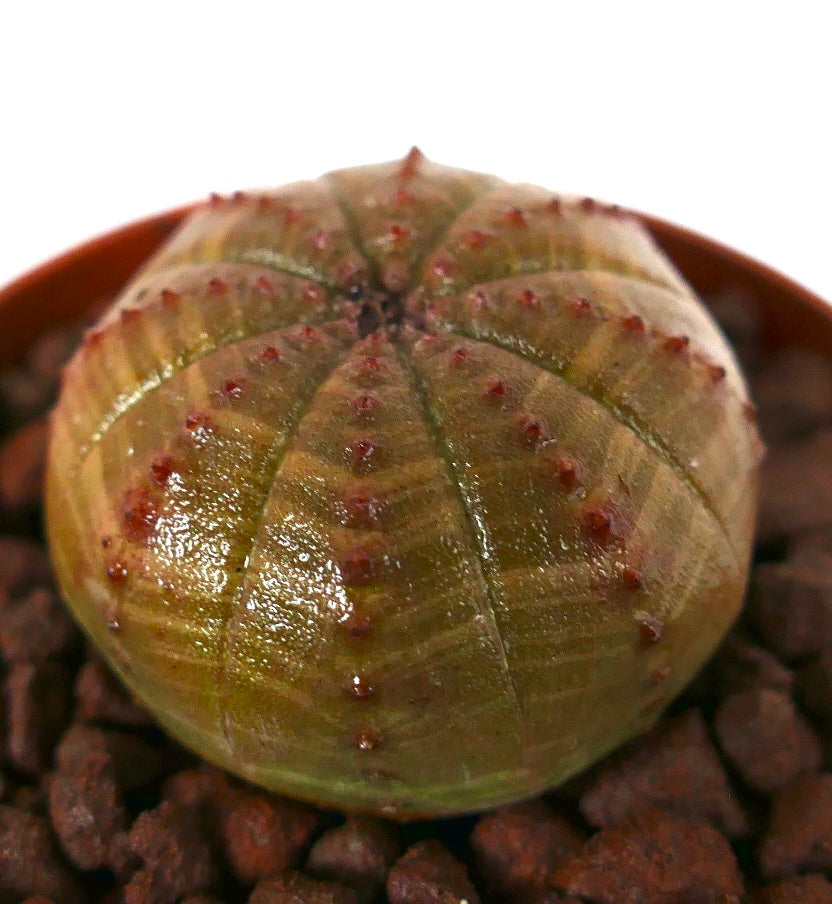 유포르비아 오베사 다육식물, 둥근 형태와 줄기 부분에 은은한 갈색 줄무늬가 있음