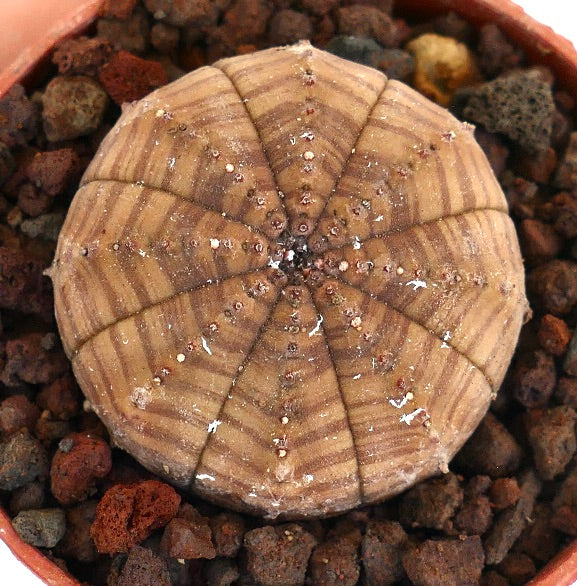 Euphorbia obesa succulent cactus with brown striped pattern and rounded shape