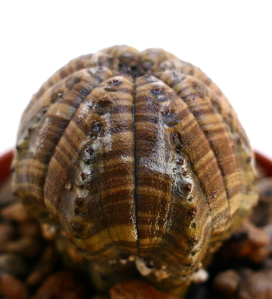 Euphorbia obesa, succulenta a strisce marroni con corpo arrotondato costolato e superficie strutturata