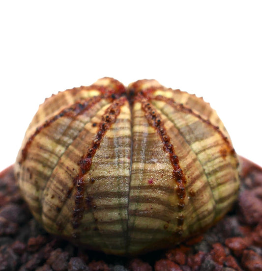 Succulente Euphorbia obesa à forme arrondie avec motifs texturés rayés bruns