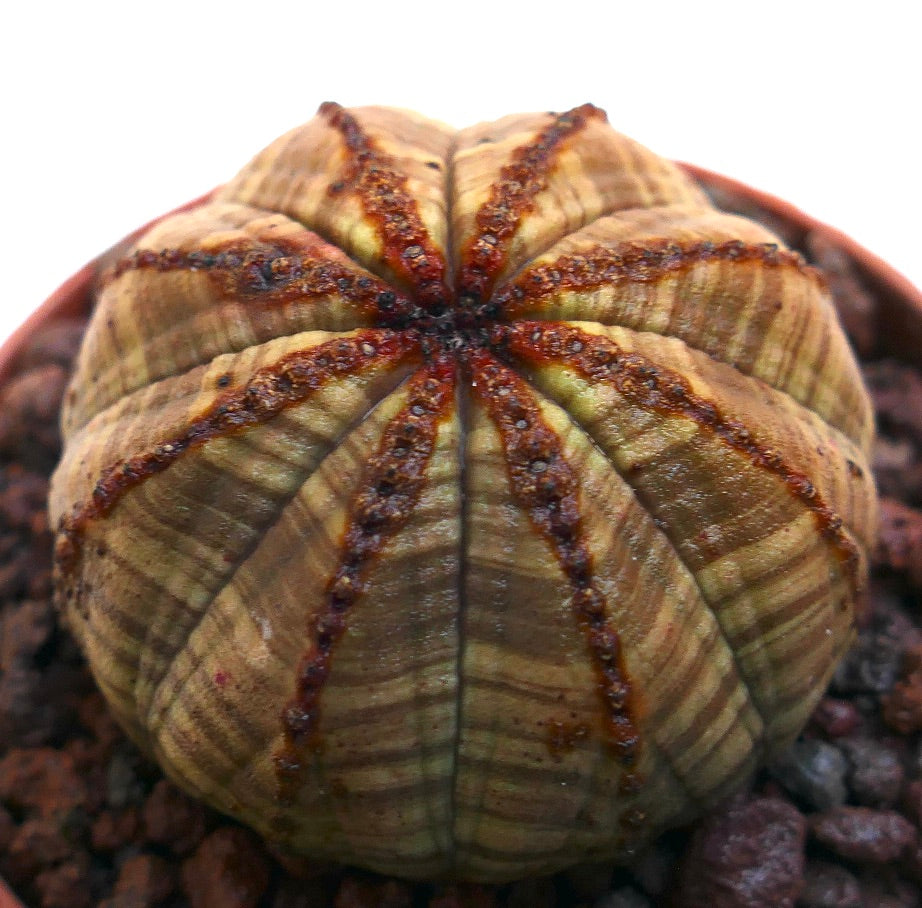 Euphorbia obesa vetplant cactus met bruine gestreepte patronen en textuur richels