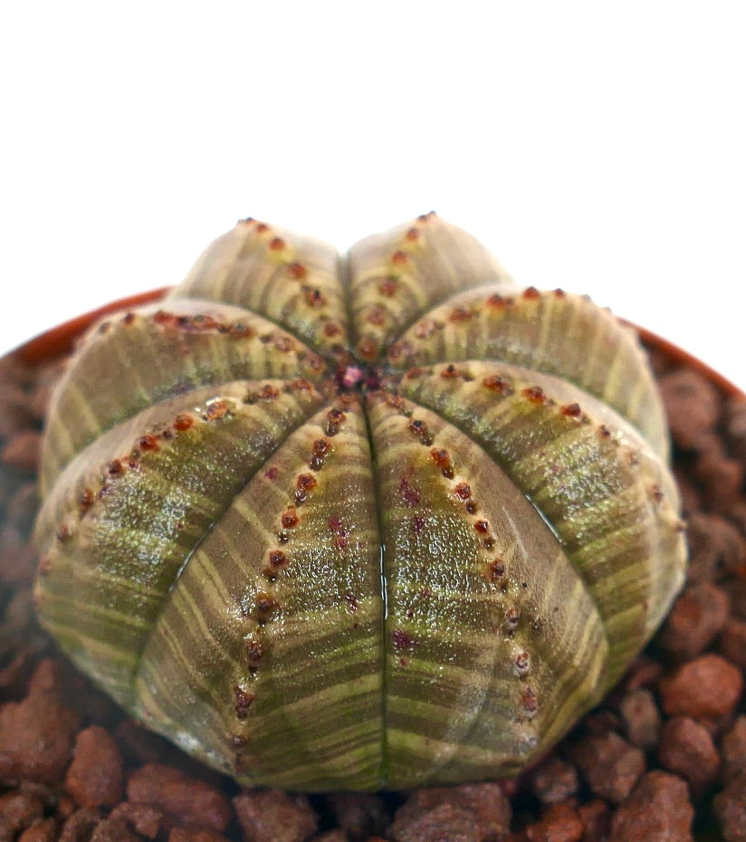 Euphorbia obesa vetplant cactus met bruin gestreept geribbeld patroon en kleine tuberkels
