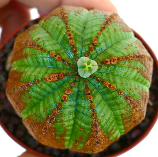 Vista dall'alto di Euphorbia obesa, che mostra le sue costole simmetriche con motivi a V marroni e un visibile ciathio femminile verde all'apice.