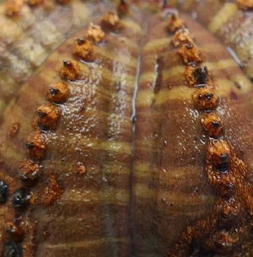 Succulenta Euphorbia obesa con corpo marrone costolato e areole prominenti