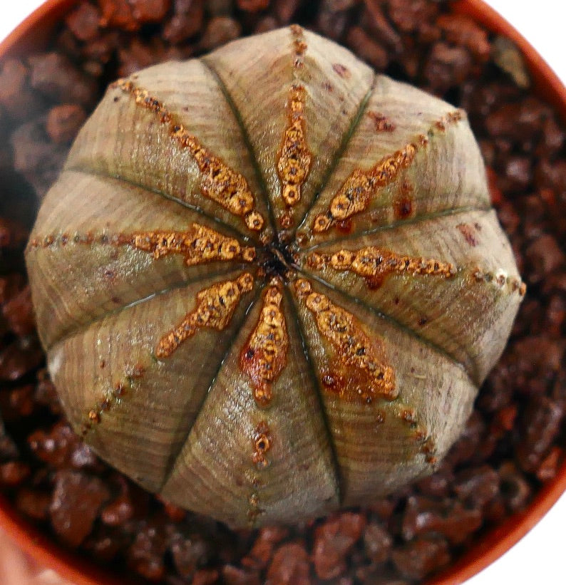 Euphorbia obesa sukkulent med avrundet ribbet kropp og teksturerte brune markeringer på toppen
