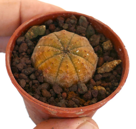 Euphorbia obesa small round succulent with brownish-yellow ridged body in pot