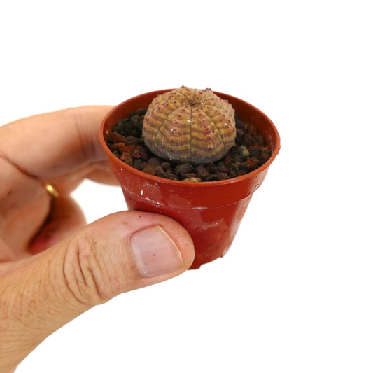 Euphorbia obesa piccolo cactus succulento con motivo a strisce marroni e gialle in vaso