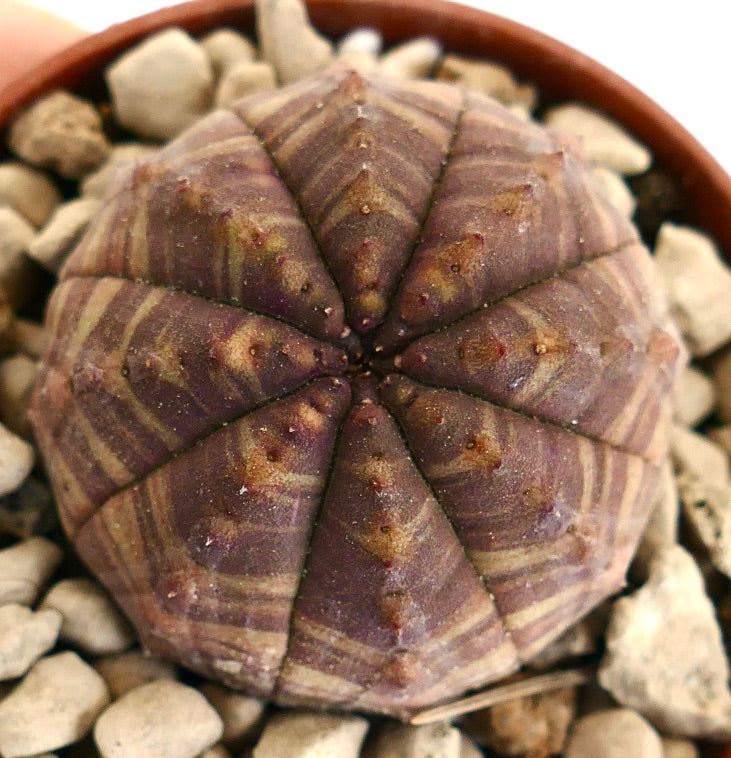 Succulenta Euphorbia obesa con motivo a strisce marrone-giallo e struttura arrotondata con costolature