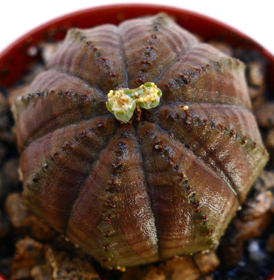 Euphorbia obesa succulent with rounded ribbed structure and small yellow-green flowers