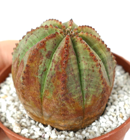 Euphorbia obesa succulent cactus with rounded shape and brown dotted markings in pot