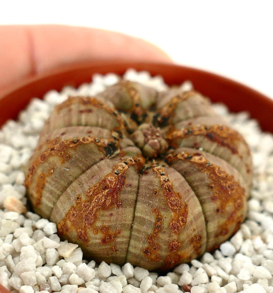 Succulenta Euphorbia obesa con creste arrotondate e marcature marroni testurizzate in ghiaia bianca