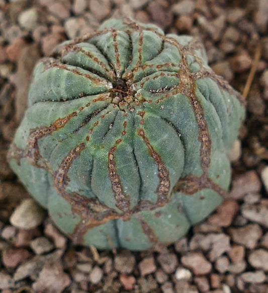 Euforbia obesa, cactus succulento con corpo arrotondato e costolato e macchie marroni su ghiaia