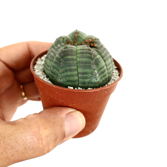 Euphorbia obesa small round succulent with ribbed green body and brown areoles in pot