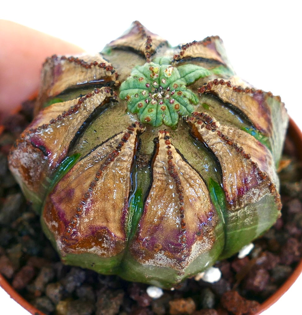 Angled view of Euphorbia obesa, showing its spherical ribbed body with brown-purple ridges and a chaotic green apex structure.