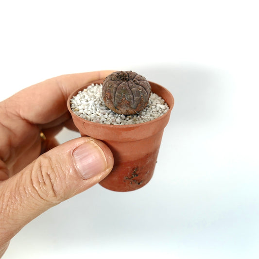 Euphorbia obesa small dark gray succulent with ribbed rounded shape in terracotta pot