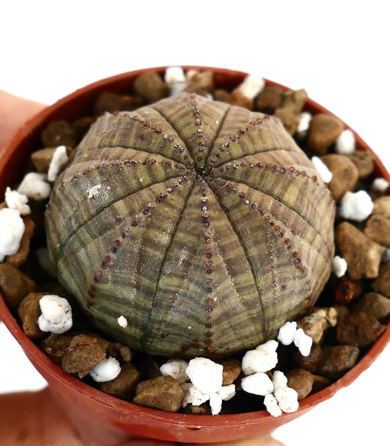 Succulenta Euphorbia obesa con motivo a strisce grigio-verdi scure e piccoli tubercoli rossastri in vaso