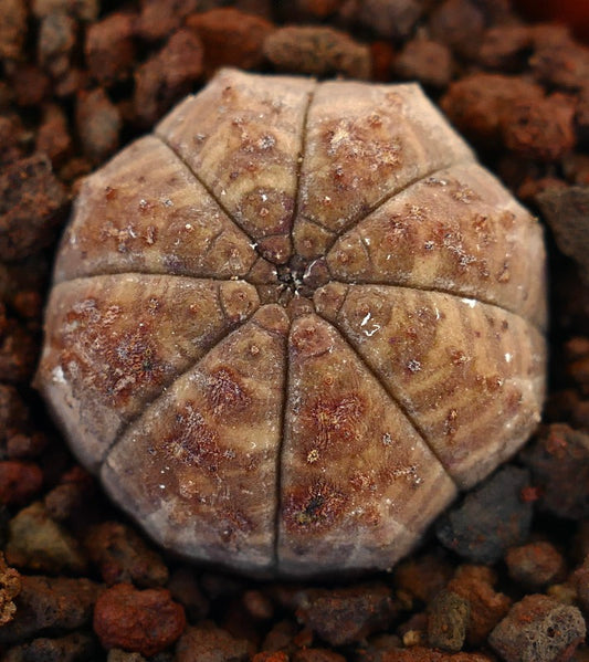 Euphorbia obesa succulent with rounded segmented body and textured brown surface