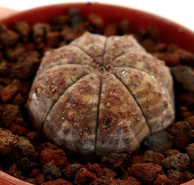 Euphorbia obesa dark brown succulent with rounded segmented body and textured surface