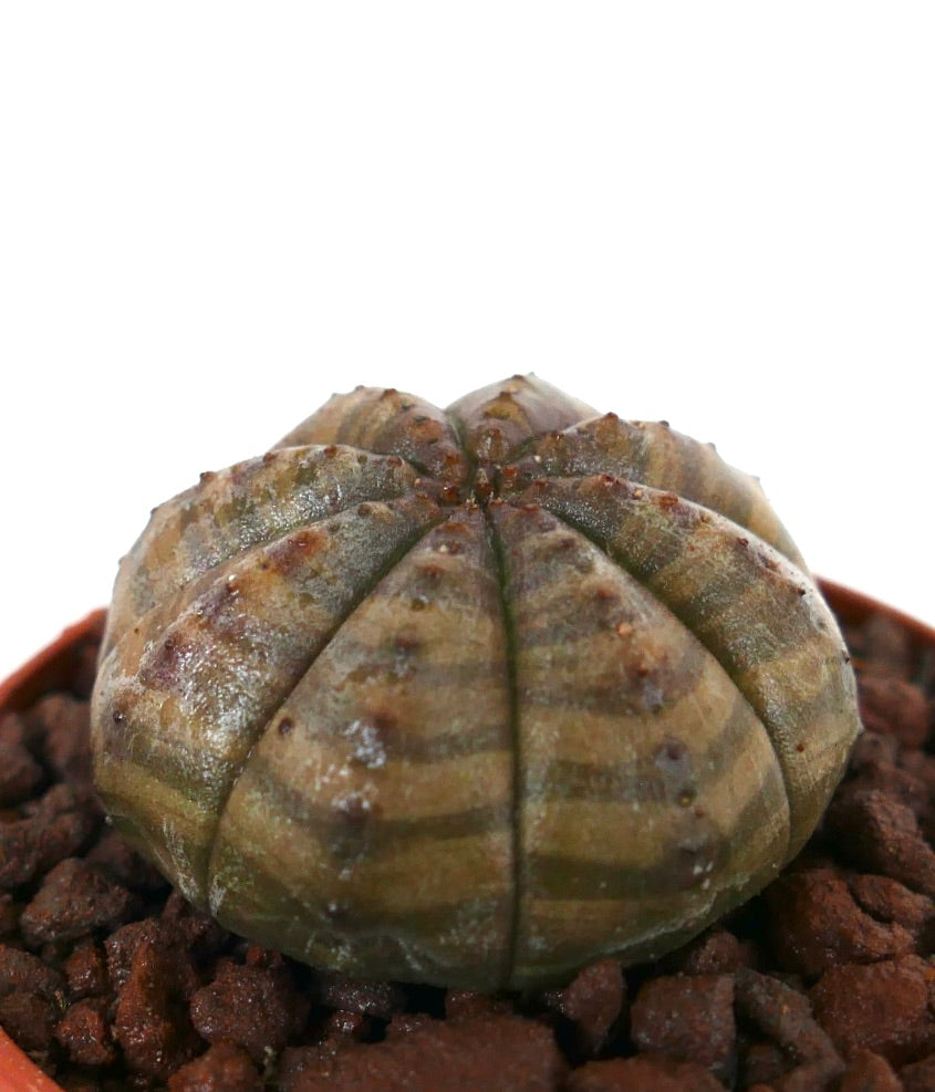 Euphorbia obesa sukkulent kaktus med mørkebrunt grønt stripete ribbet kropp og små tuberkler