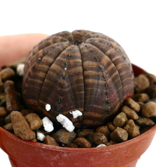Euphorbia obesa succulenta a strisce marrone scuro con struttura arrotondata e costolata in vaso