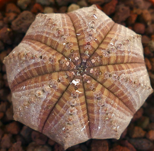 Euphorbia obesa succulent cactus with brown striped ribbed body and small tubercles