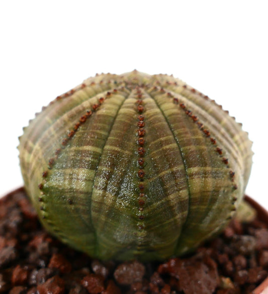 Euphorbia obesa sukkulent med stjerneformet ribbet kropp og små brune areoler i potte