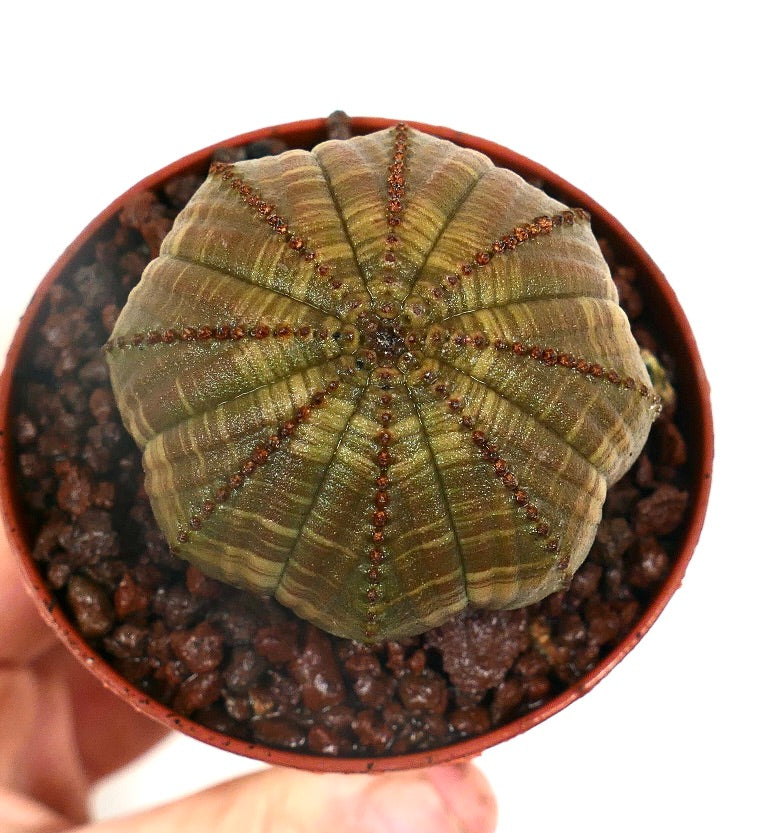 Suculenta Euphorbia obesa con crestas en forma de estrella y pequeños tubérculos marrones en maceta