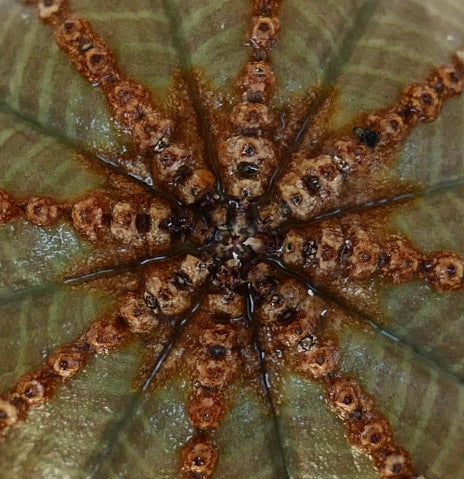 Macro top view of Euphorbia obesa, highlighting the rib junctions with dark brown areoles, small bumps, and spiny textures at the plant’s center.