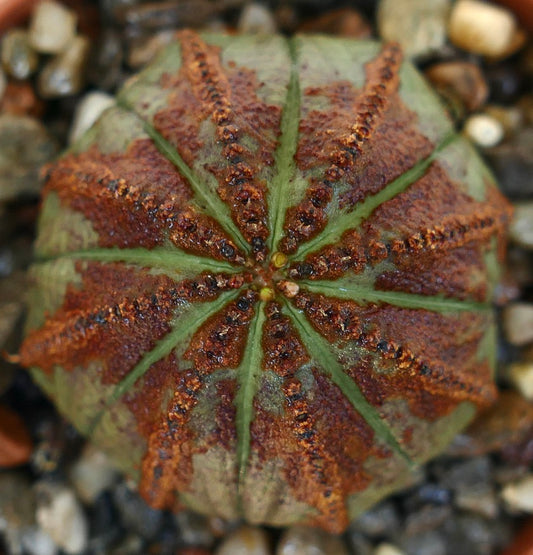 Vista dall'alto di Euphorbia obesa, che mette in evidenza la sua simmetria radiale con segmenti costolati verdi e marroni alternati e una piccola crescita centrale.