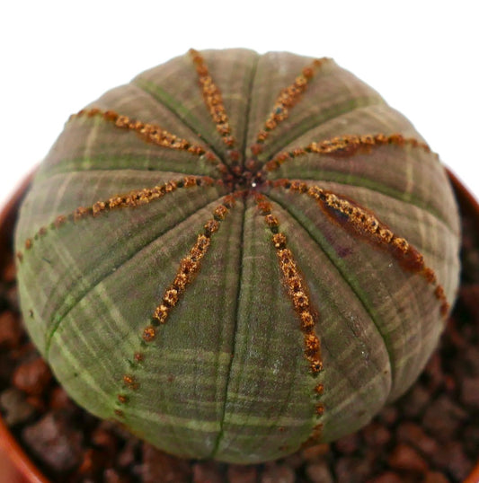 Euphorbia obesa DARK GREEN & BROWN LINES 13ZC