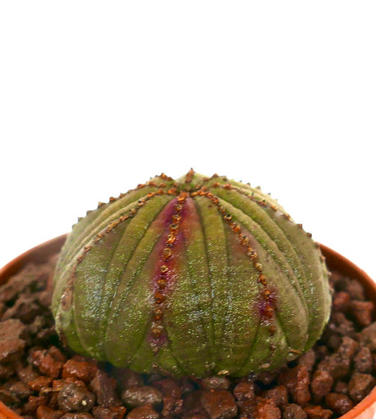 Euphorbia obesa DARK GREEN & PINK ARROW HB023-14