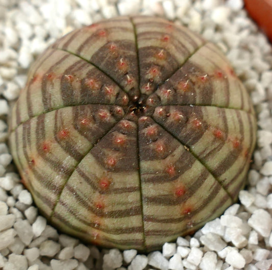 Succulenta Euphorbia obesa dalla forma arrotondata con striature verdi e marroni