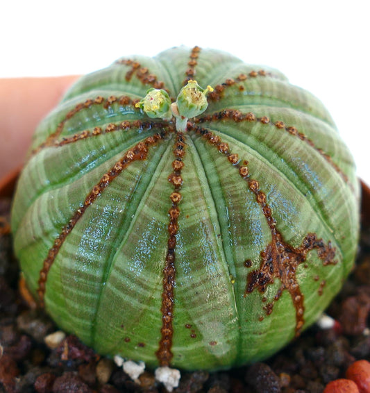 Euphorbia obesa photographed at an angle, highlighting its spherical ribbed structure with brown ridges and fresh cyathia flowers.