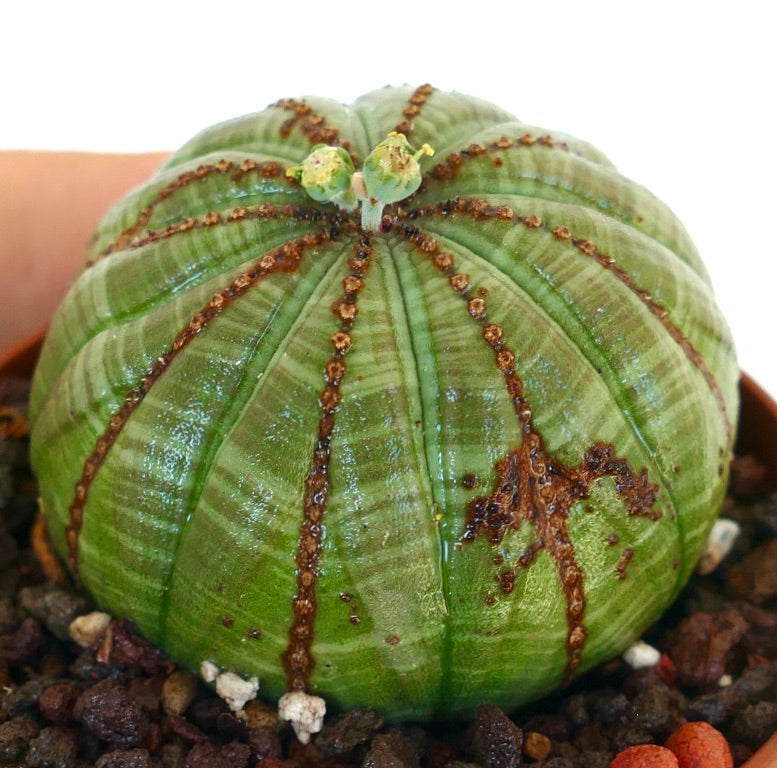 鉢植えのユーフォルビア・オベサ多肉植物、丸みを帯びた肋骨状の体に、頂部から二つの黄緑色の花が咲いています。