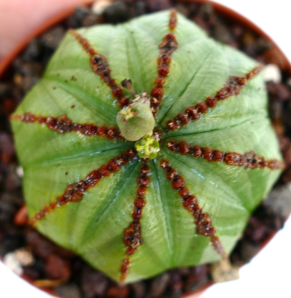 Euphorbia obesa fotografata dall'alto, che mostra costole simmetriche, screziature marroni e una giovane capsula di semi che emerge sulla sommità.