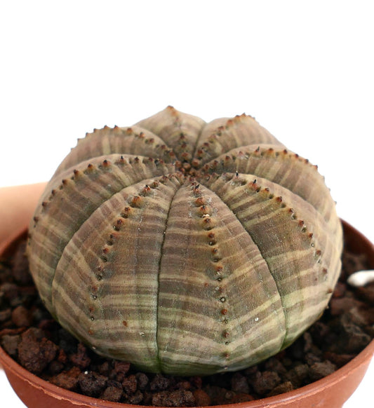 Euphorbia obesa succulenta cactus con corpo tondeggiante costolato e piccole spine in vaso