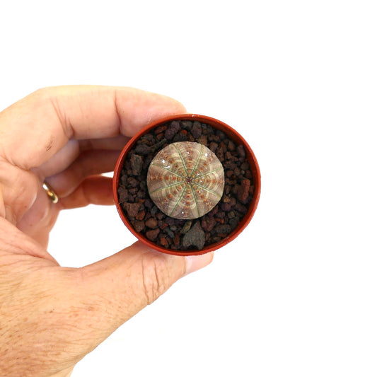 Euphorbia obesa small round succulent with gray-green segmented body in pot held by hand