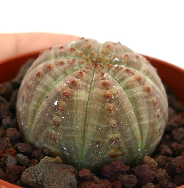 Succulenta Euphorbia obesa con corpo arrotondato a coste e piccoli tubercoli marroni in vaso