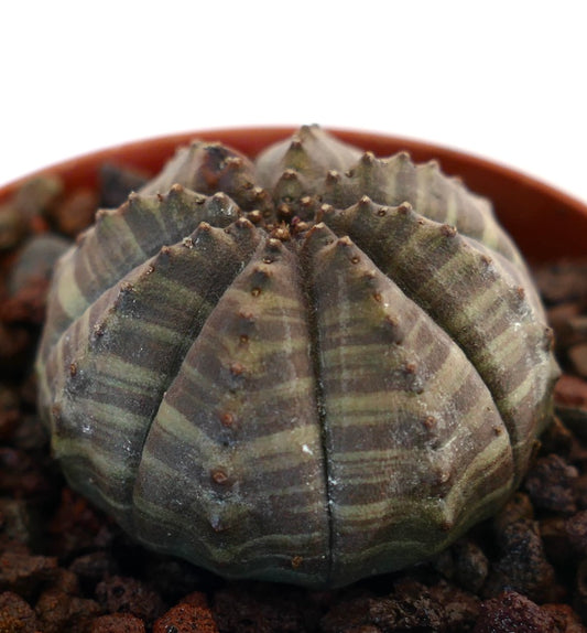 Euphorbia obesa succulent cactus with gray-green striped ribbed body and small tubercles