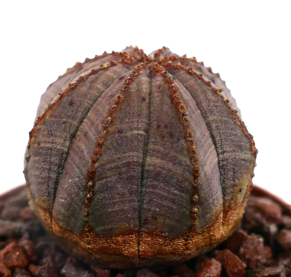 Euphorbia obesa GRAY-PINKISH 8RT