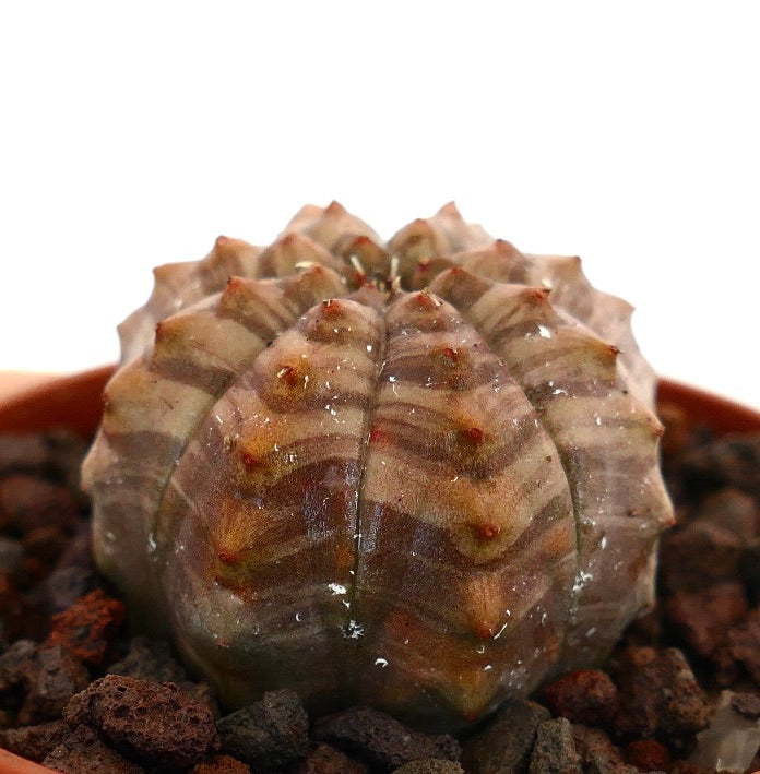 Euphorbia obesa succulenta con motivo a strisce grigio-brune e coste arrotondate