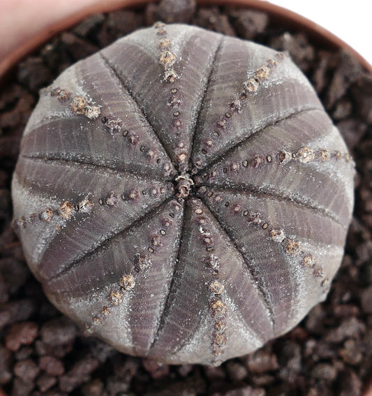 Euphorbia obesa succulenta con corpo arrotondato e costolato e superficie testurizzata grigio-violacea