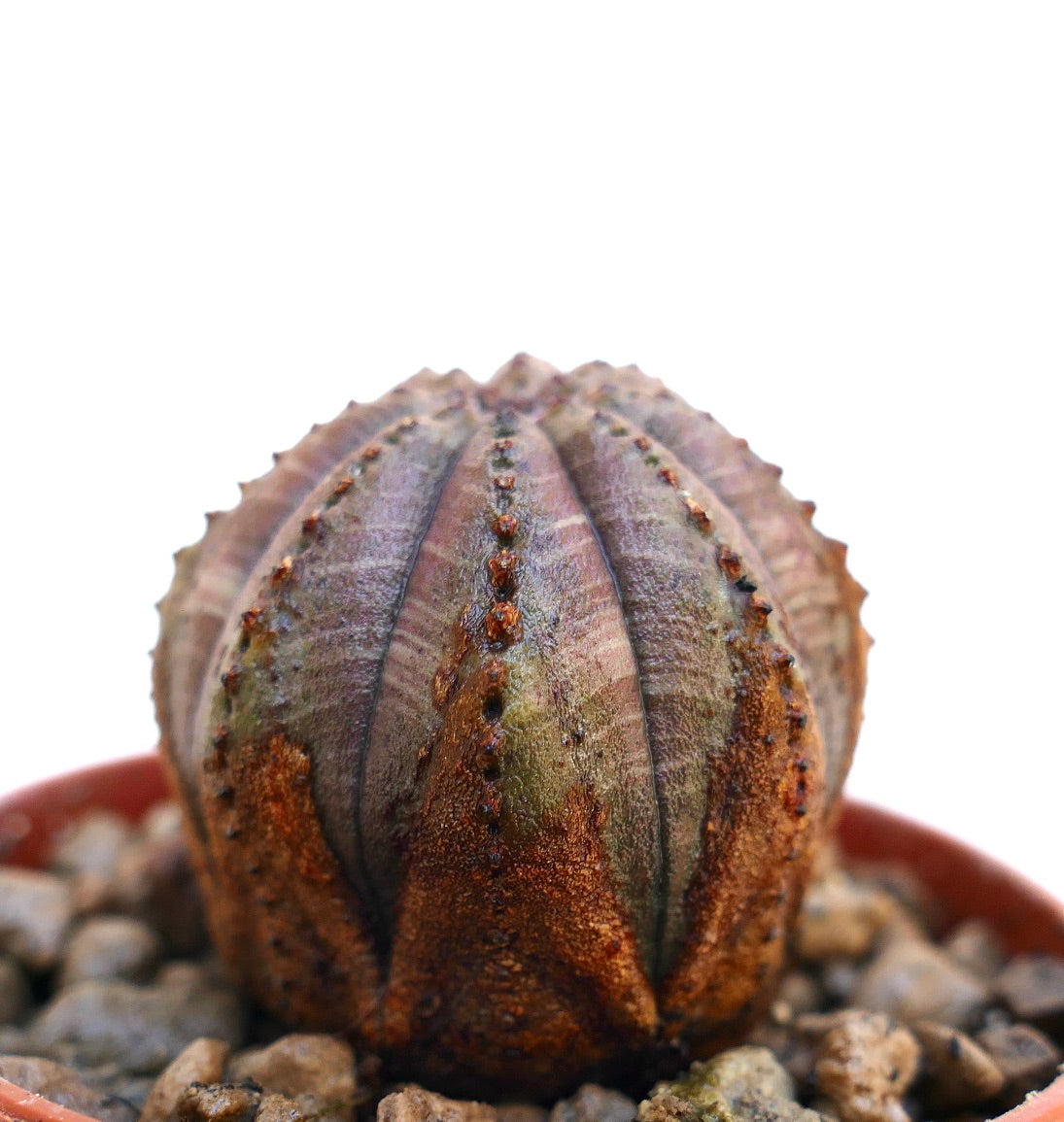 Euphorbia obesa succulenta con coste arrotondate e marcature marroni testurizzate in vaso
